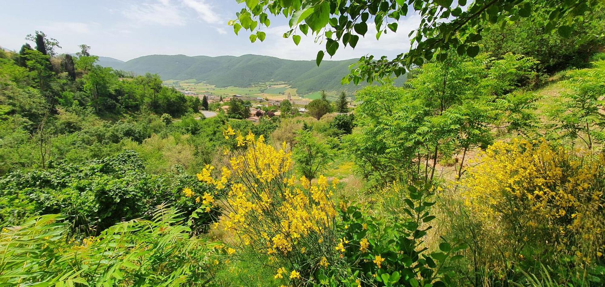 Il Vigneto *